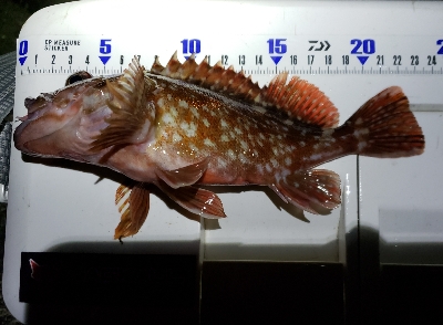 少しパターンが変わった?