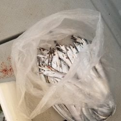 青物を狙いに和歌山へ