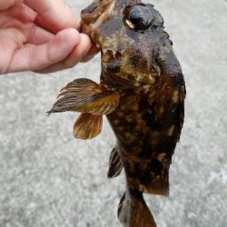 ガシラ釣り ~居たら食う~