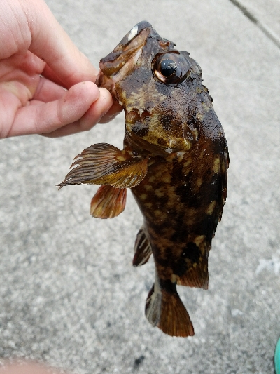 ガシラ釣り ~居たら食う~