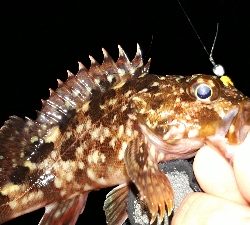 なんとか、釣れた~