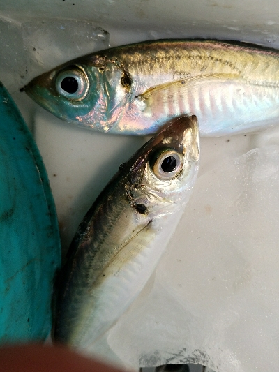 アジ釣り　～ジアイは一瞬～