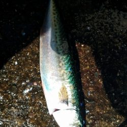 サバ釣り　～入れ食いだった～