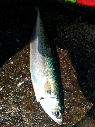 サバ釣り　～入れ食いだった～