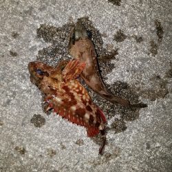 ガシラ釣り ~風が強い~