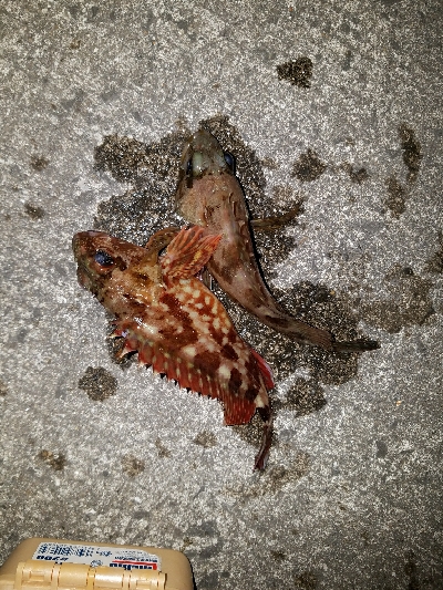 ガシラ釣り ~風が強い~