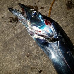 太刀魚釣り　～指四本、91センチ～