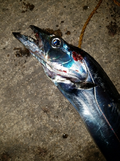 太刀魚釣り　～指四本、91センチ～