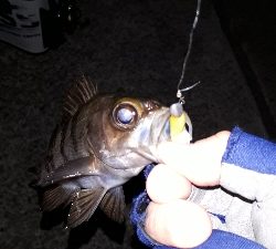 強風でもメバリング