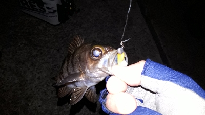 強風でもメバリング