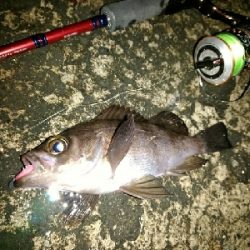 メバリングのはずが