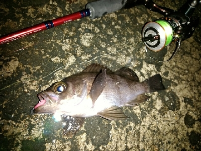 メバリングのはずが