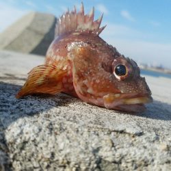ガシラ釣り　～陽気で気持ちいい～