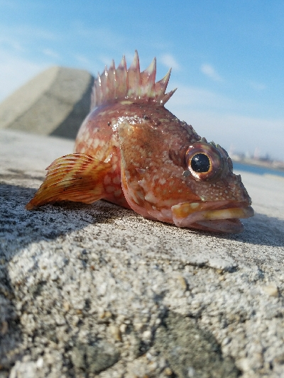 ガシラ釣り　～陽気で気持ちいい～