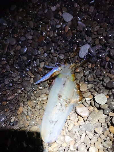 サイズ以外は狙い通り！