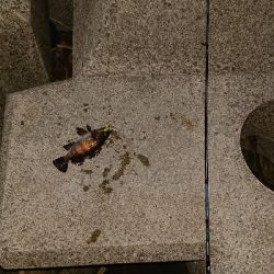 メバリングからガシリング