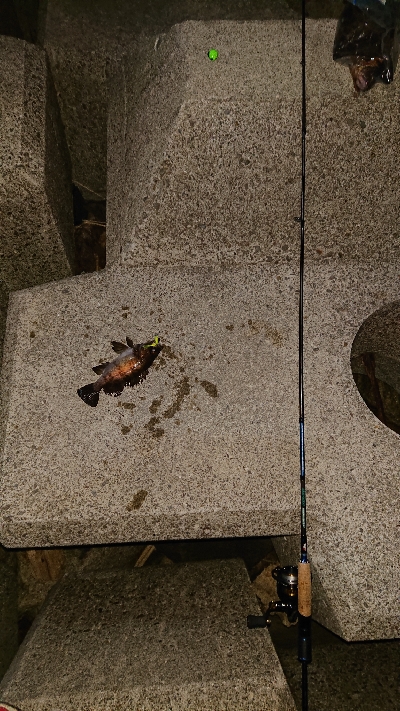 メバリングからガシリング