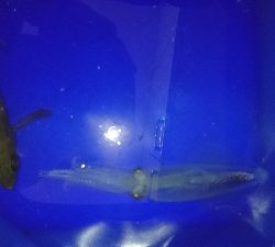 ヒイカ終わりですね。