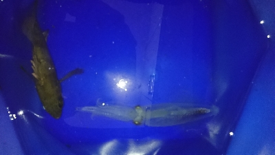 ヒイカ終わりですね。