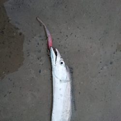 尺アジを求めて!