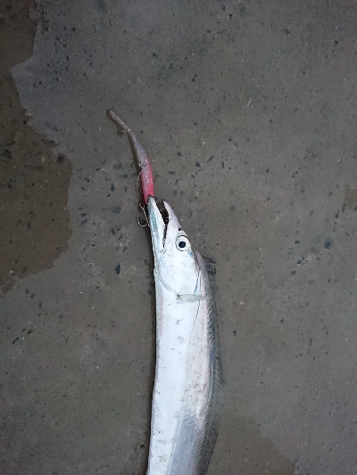 尺アジを求めて！