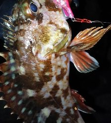 今年２回目の釣り