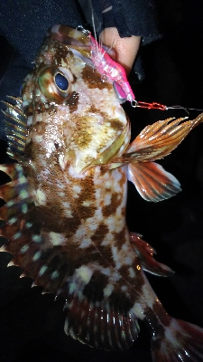 今年２回目の釣り