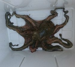 冬のマダコ釣り