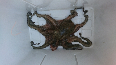 冬のマダコ釣り