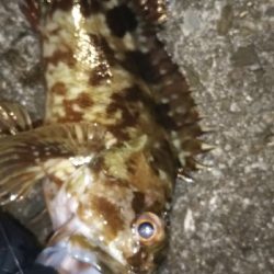 根魚の釣り方