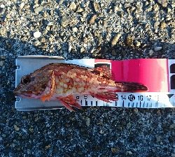 またまた本命釣れず…