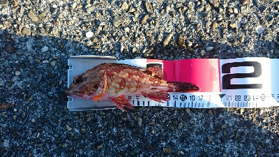 またまた本命釣れず…