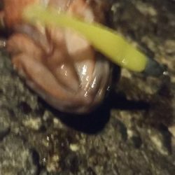 メバルの釣り方