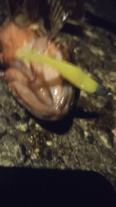 メバルの釣り方