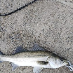 久しぶりのエビ撒き