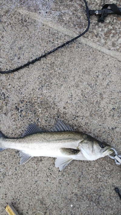 久しぶりのエビ撒き