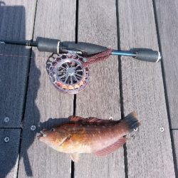 ヘチを歩き回り