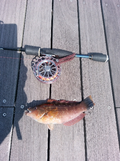 ヘチを歩き回り