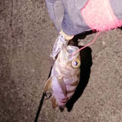 プラグ縛りの釣行