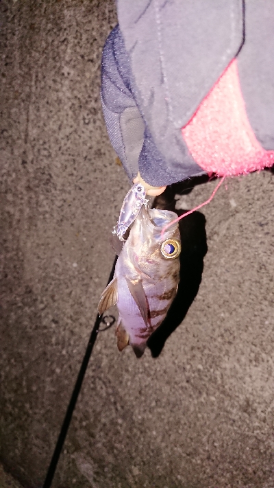 プラグ縛りの釣行