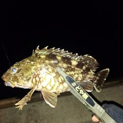 アジングに来てみたが・・・