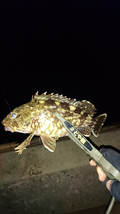 アジングに来てみたが・・・