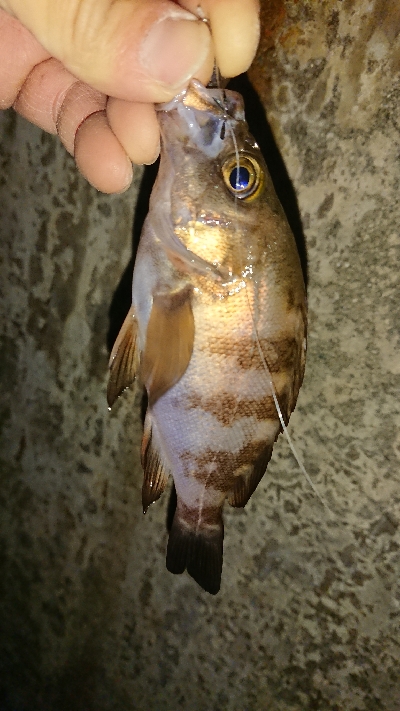 メバリング修行