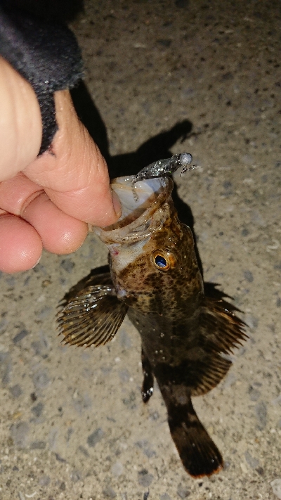 メバリング修行