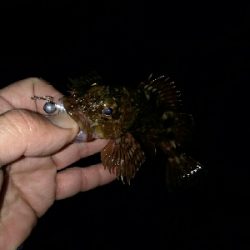 ガッシーは裏切らない