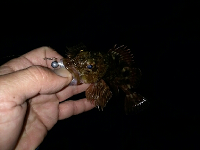 ガッシーは裏切らない