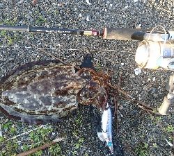 シャロー…表層攻めてたのに…