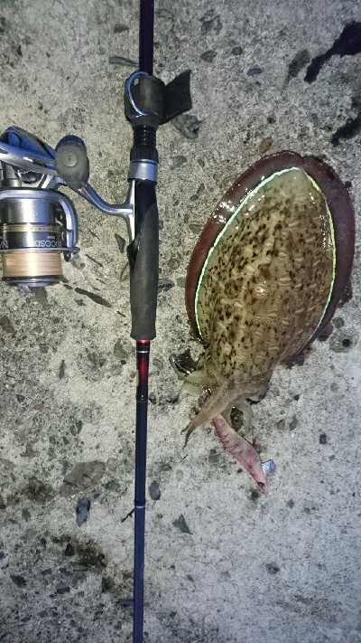 久しぶりの宿毛湾