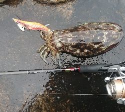 スーパームーンの下で