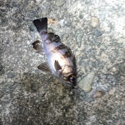 短時間メバリング